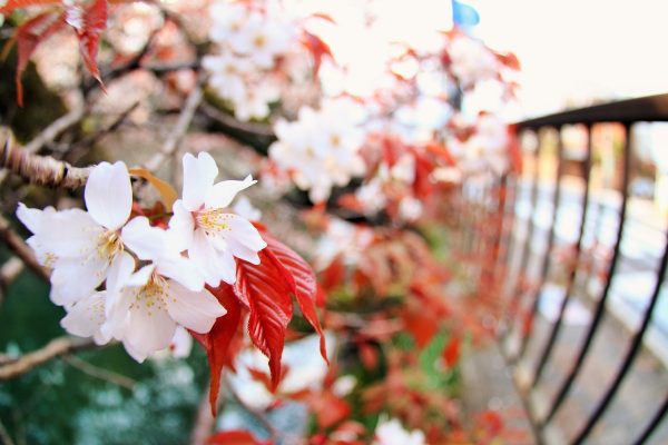 カエル　シューマン　お堀の桜の様子サムネイル