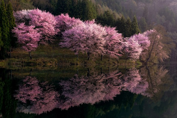 桜　中綱湖　野平の一本桜　中子の桜　美人林　サムネイル